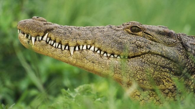 Crocodile Kills Pastor During Lake Baptism