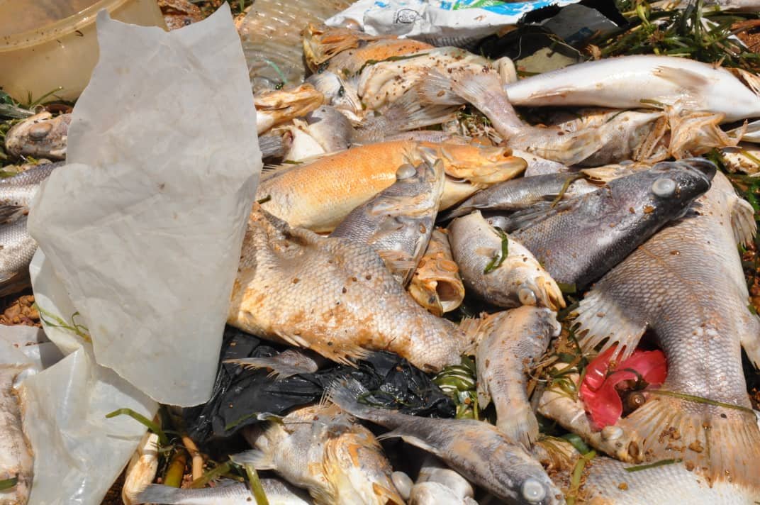Large scale fish deaths on Lake Victoria not linked to poisoning – NEMA