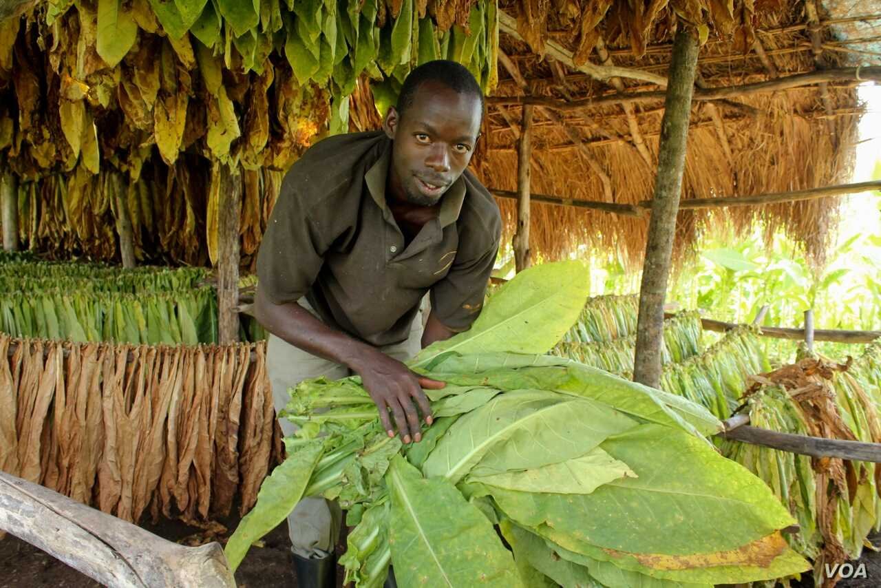 Parliament Approves tax on Tobacco