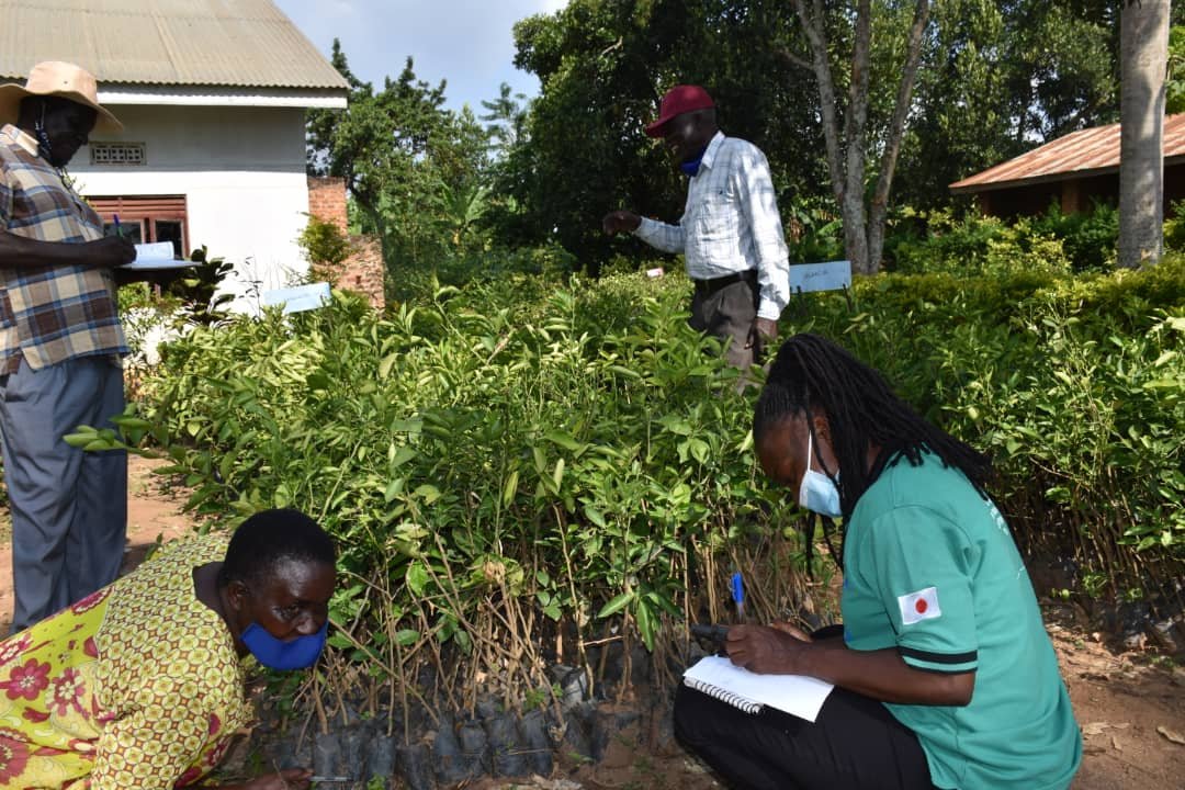 NAADS Distributes Planting Materials For Food Security And Household Income Worth Shs41.1Bn