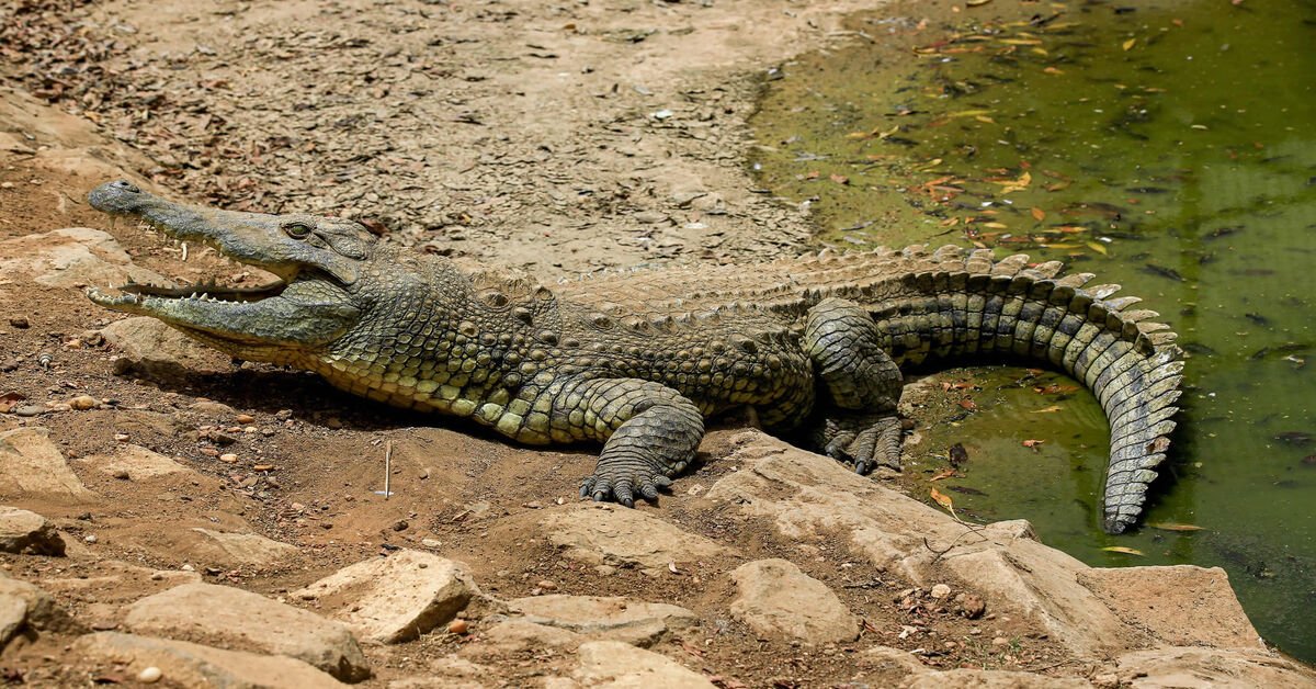 ‘Crocodiles Ate Fleeing ADF Rebels’ in Ntoroko Attack – Army