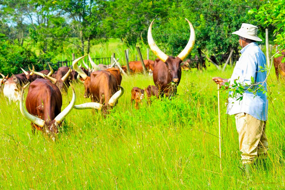 I am Not Responsible For Poverty In Kazo, Kiruhura Districts — Museveni