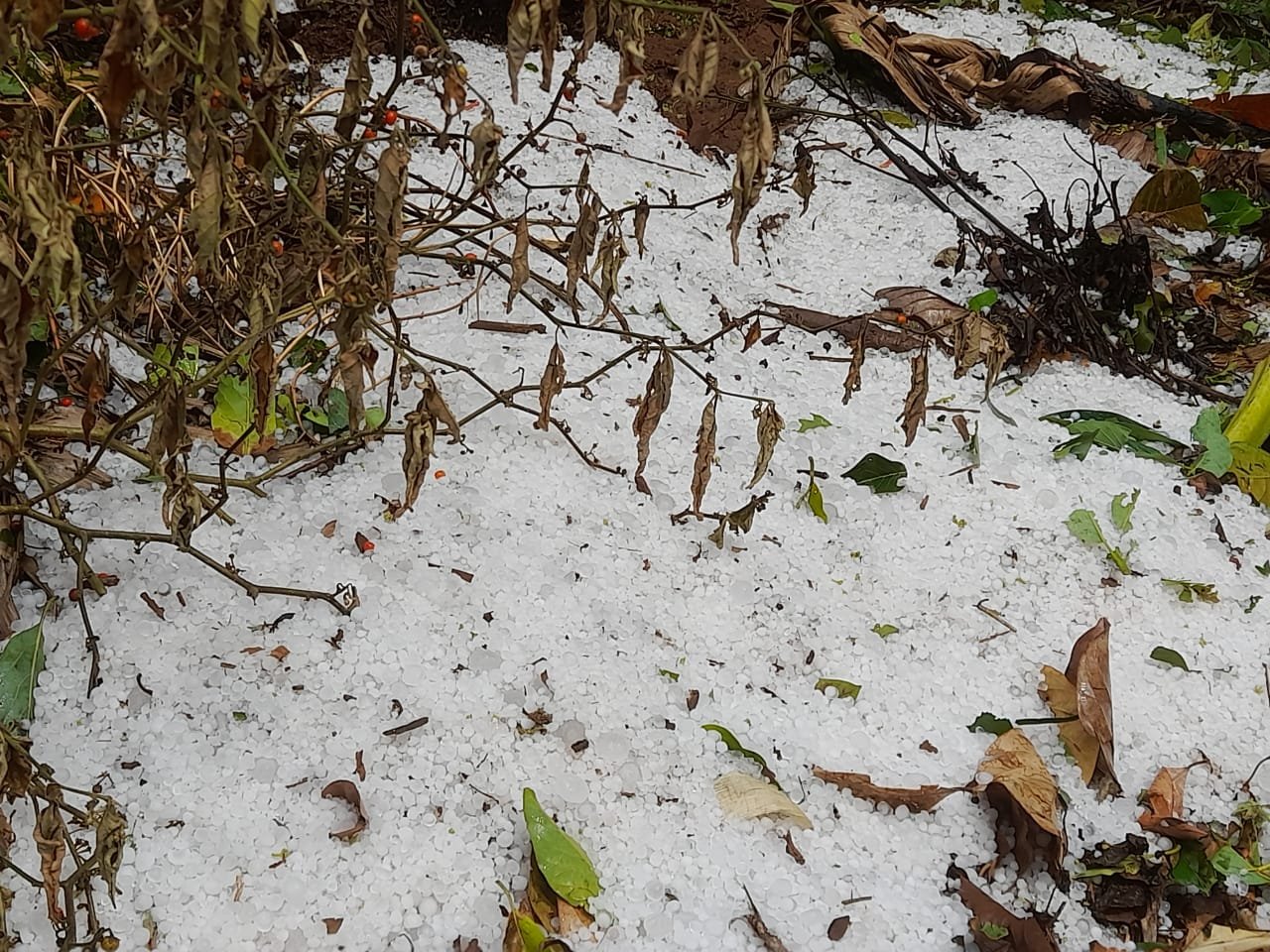 PHOTOS: Hailstorm Leaves Four Villages In Mitooma District Snow Capped