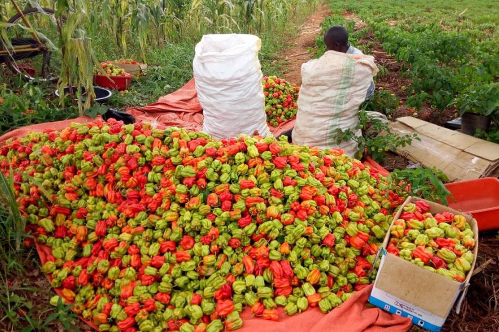 Alupo Backs Chili Farming Initiative to Spur Economic Growth in Busoga