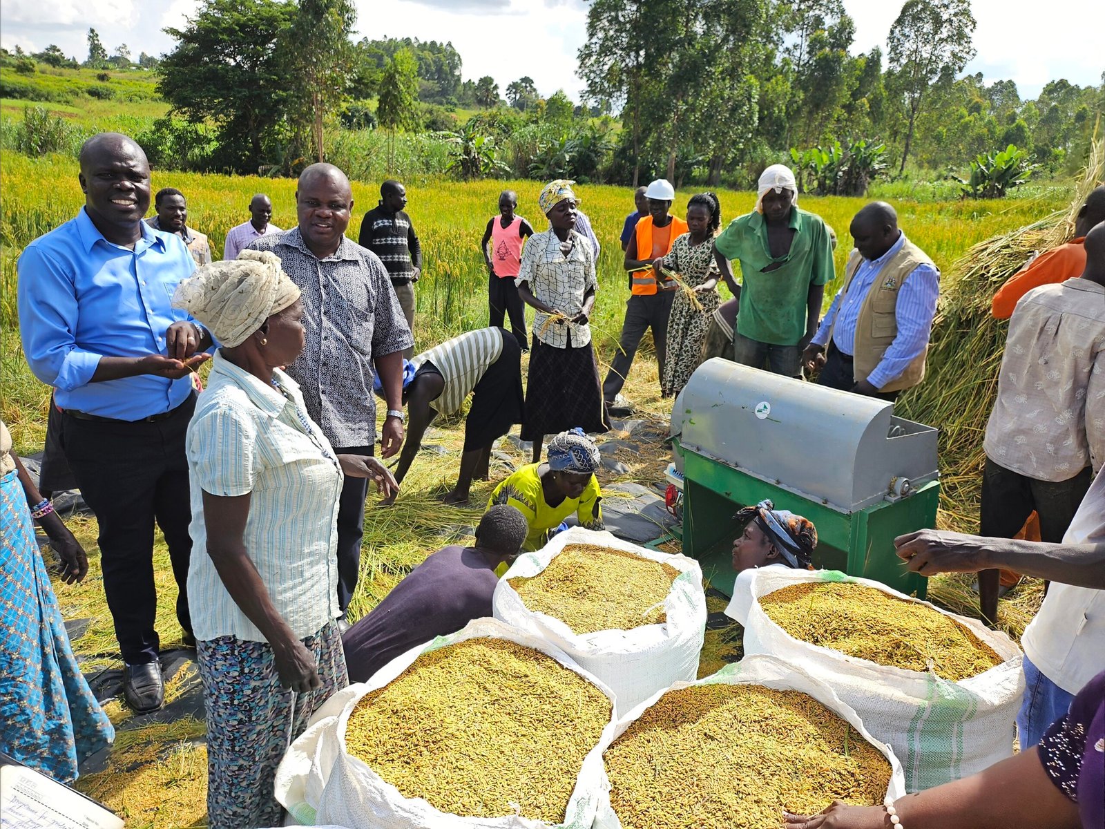 West Nile Farmers Reap New Fortunes in Rice With Support From NARO, MAAIF, And JICA