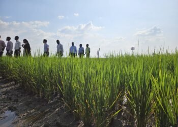 NARO Finalises Testing of New Aromatic Rice Varieties as Import Substitution Nears