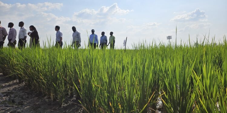 NARO Finalises Testing of New Aromatic Rice Varieties as Import Substitution Nears