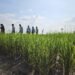 NARO Finalises Testing of New Aromatic Rice Varieties as Import Substitution Nears