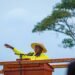 Museveni Rallies Nakasongola: From 50,000 to 226,000 – NRM’s Peace And Equality Drive Transformation