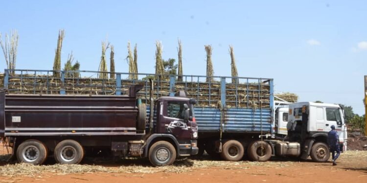 Gov’t Shuts Down Weighbridges Used in Bunyoro Sugarcane Theft