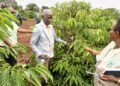 Uganda Eyes New Coffee Frontier As NARO Advances Research On Climate-Resilient Excelsa Variety