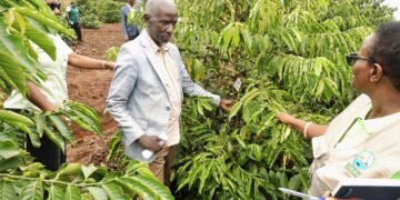Uganda Eyes New Coffee Frontier As NARO Advances Research On Climate-Resilient Excelsa Variety