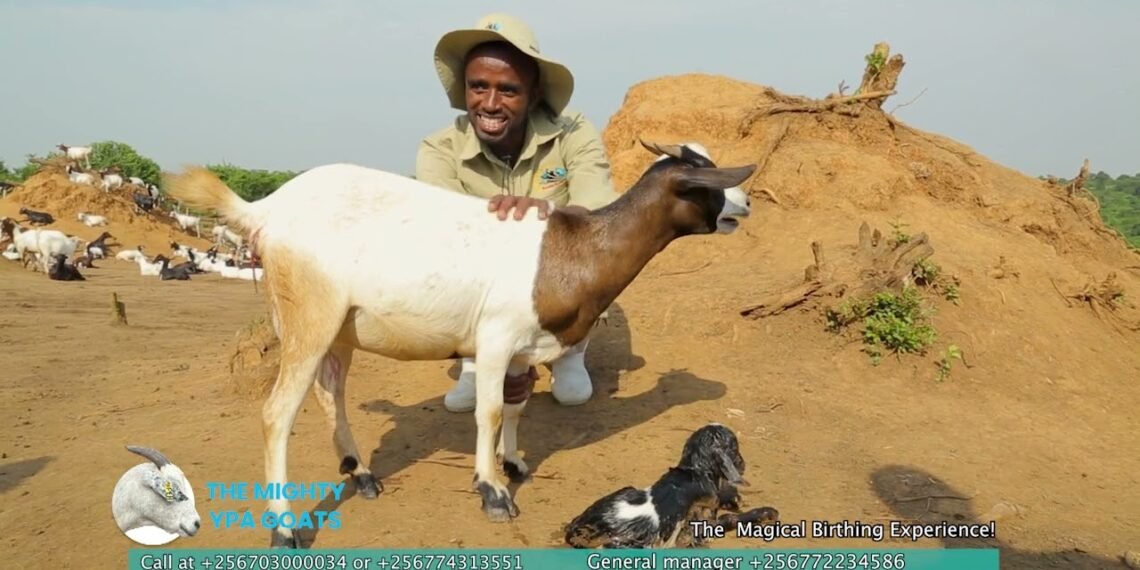 YPA Goats Under Fresh Scrutiny As Questions Grow Over Sustainability of Uganda’s Fastest-Rising Agribusiness Scheme