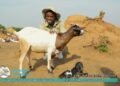 YPA Goats Under Fresh Scrutiny As Questions Grow Over Sustainability of Uganda’s Fastest-Rising Agribusiness Scheme