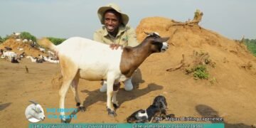 YPA Goats Under Fresh Scrutiny As Questions Grow Over Sustainability of Uganda’s Fastest-Rising Agribusiness Scheme