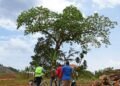 From Sacred Tree To Suspended Engineers: Why Nabukalu gods Are Haunting The Busega-Mpigi Expressway Again