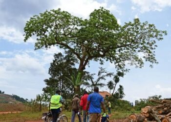 From Sacred Tree To Suspended Engineers: Why Nabukalu gods Are Haunting The Busega-Mpigi Expressway Again