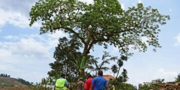 From Sacred Tree To Suspended Engineers: Why Nabukalu gods Are Haunting The Busega-Mpigi Expressway Again