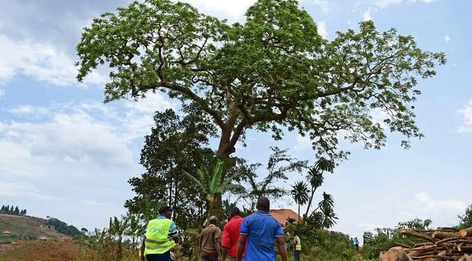 From Sacred Tree To Suspended Engineers: Why Nabukalu gods Are Haunting The Busega-Mpigi Expressway Again