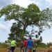 From Sacred Tree To Suspended Engineers: Why Nabukalu gods Are Haunting The Busega-Mpigi Expressway Again