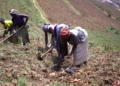 NARO Begins Multiplication Of New Irish Potato Varieties