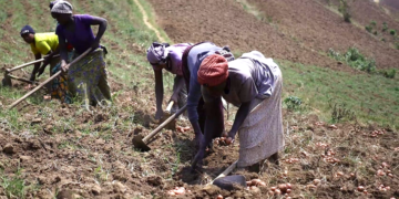 NARO Begins Multiplication Of New Irish Potato Varieties