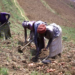 NARO Begins Multiplication Of New Irish Potato Varieties