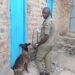 Two Arrested Over Mbarara Murder After sniffer Dog Tracks Suspects
