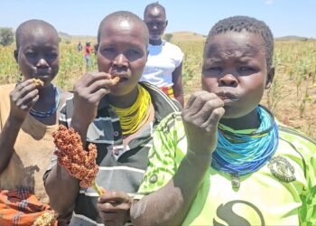 Drought-hit Karamoja finds hope In NARO Sorghum