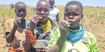 Drought-hit Karamoja finds hope In NARO Sorghum