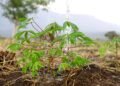 NARO Expands Cassava Production In Karamoja As Drought Threatens Food Security
