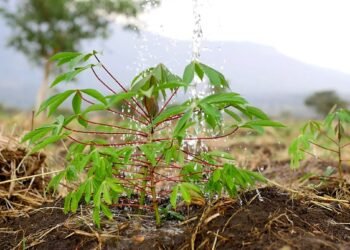 NARO Expands Cassava Production In Karamoja As Drought Threatens Food Security