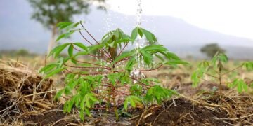 NARO Expands Cassava Production In Karamoja As Drought Threatens Food Security