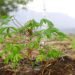 NARO Expands Cassava Production In Karamoja As Drought Threatens Food Security