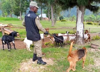 10 Stolen Goats Recovered In Ibanda With Help Of  Police Dog