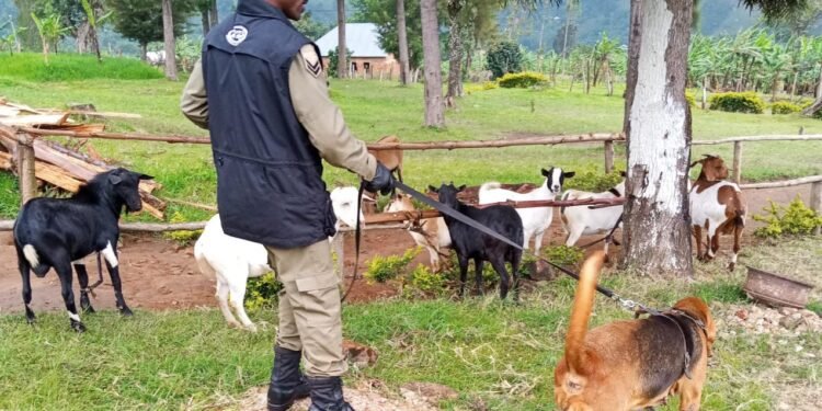 10 Stolen Goats Recovered In Ibanda With Help Of Police Dog