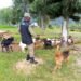 10 Stolen Goats Recovered In Ibanda With Help Of Police Dog