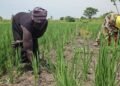 Refugees, Host Communities Reap Big From Improved Rice Farming in Yumbe, Madi Okollo