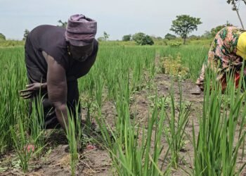 Refugees, Host Communities Reap Big From Improved Rice Farming in Yumbe, Madi Okollo