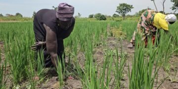 Refugees, Host Communities Reap Big From Improved Rice Farming in Yumbe, Madi Okollo