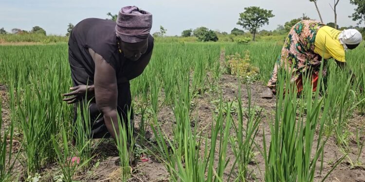 Refugees, Host Communities Reap Big From Improved Rice Farming in Yumbe, Madi Okollo