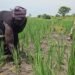 Refugees, Host Communities Reap Big From Improved Rice Farming in Yumbe, Madi Okollo