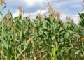 NARO Research Points to Local Fertiliser Option That Could Save Uganda Billions