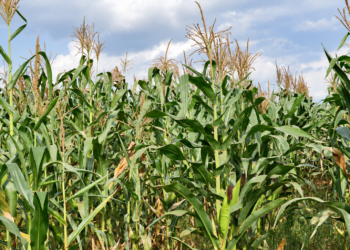 NARO Research Points to Local Fertiliser Option That Could Save Uganda Billions