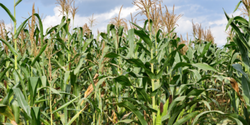 NARO Research Points to Local Fertiliser Option That Could Save Uganda Billions