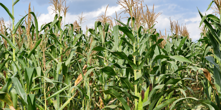 NARO Research Points to Local Fertiliser Option That Could Save Uganda Billions